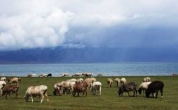 内蒙古新疆旅游游记攻略（内蒙古西藏新疆哪里好玩）