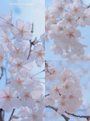 樱花摄影图集（樱花摄影技巧）-图2
