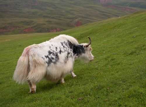新疆摄影图集牦牛（新疆有牦牛）