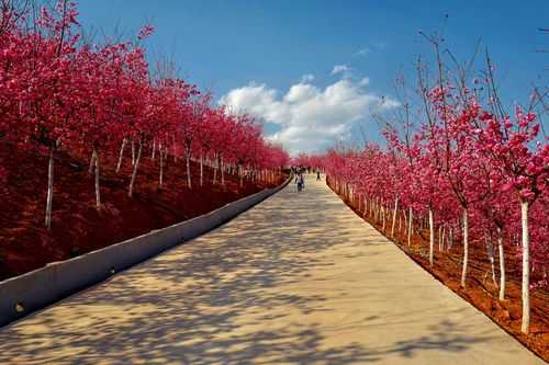 宜良旅游景点有哪些樱花谷景区（宜良旅游景点有哪些樱花谷景区的）